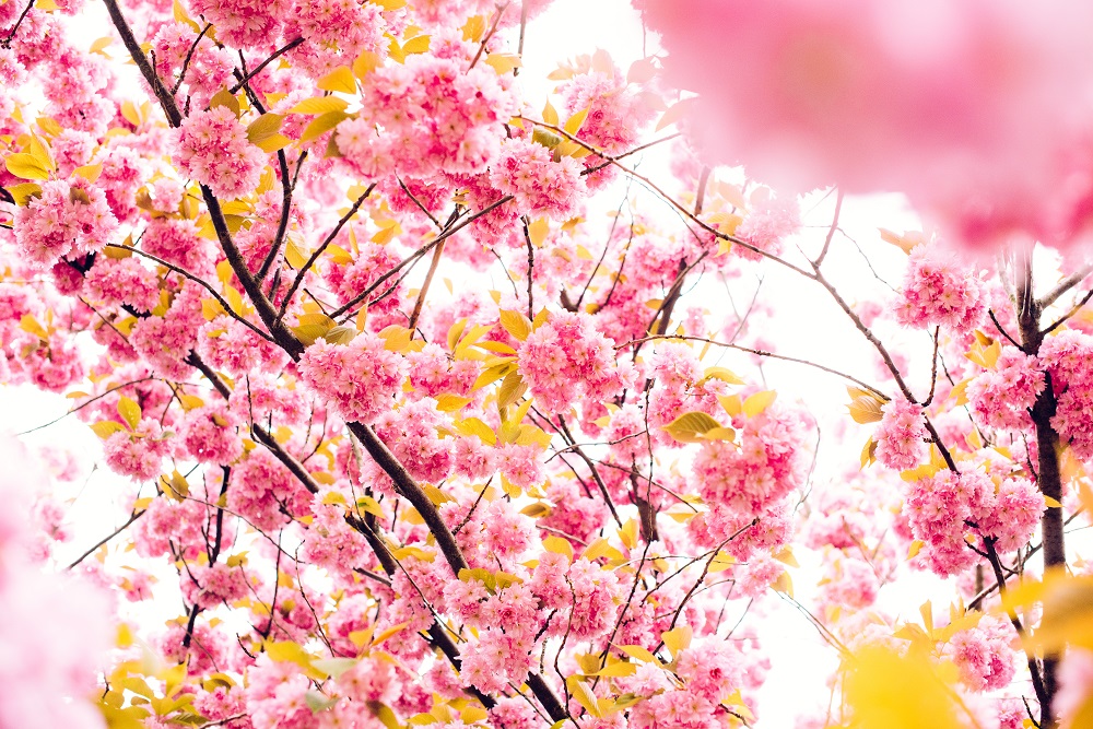 Welcome spring